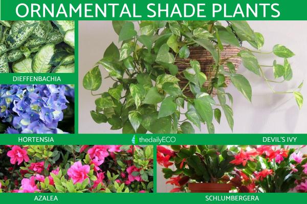 ornamental-plants-types-photos-and-importance