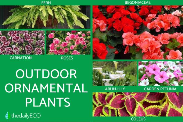 Ornamental Plants - What They Are and Their Importance - Types of ornamental outdoor plants