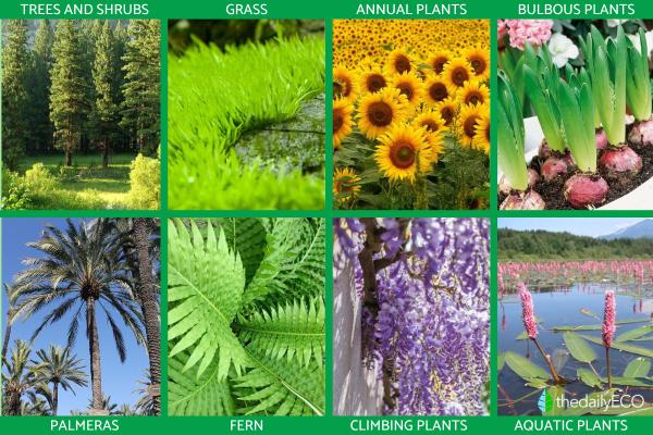 Ornamental Plants - What They Are and Their Importance - Types of ornamental plants