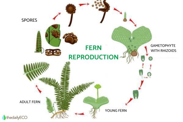 Sporulation Asexual Reproduction