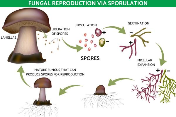 What is Sporulation in Biology?