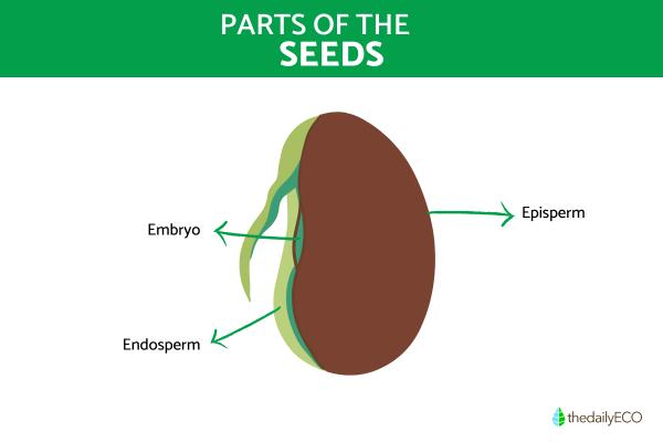 What Are Seeds? - Definition and Seed Types - Parts of the seed