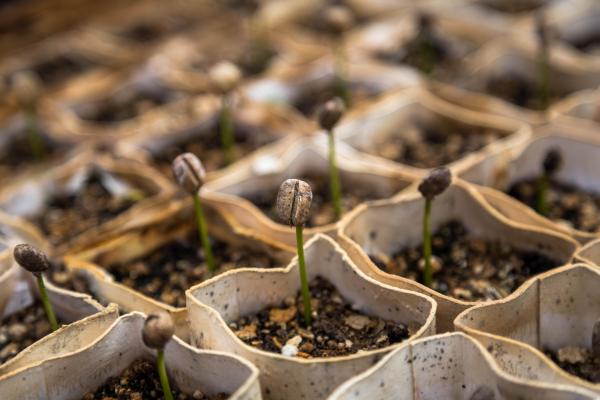 What Are Seeds? - Definition and Seed Types - What are seeds?