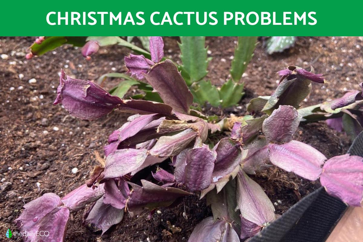 Christmas Cactus Problems - Causes and Treatment