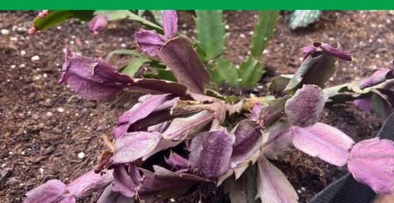 Christmas Cactus Problems - Causes and Treatment