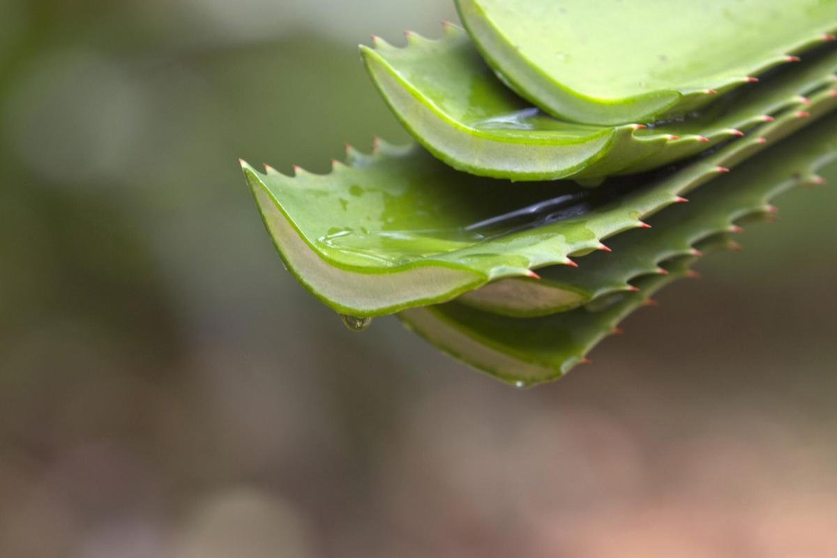 Can Aloe Vera Leaves Regrow After Being Cut?