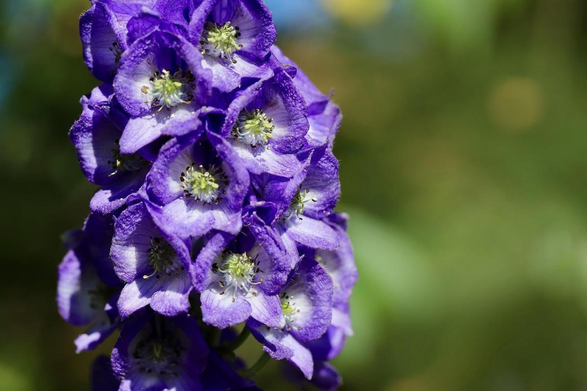 Aconite or wolfsbane: the most toxic plant in Europe