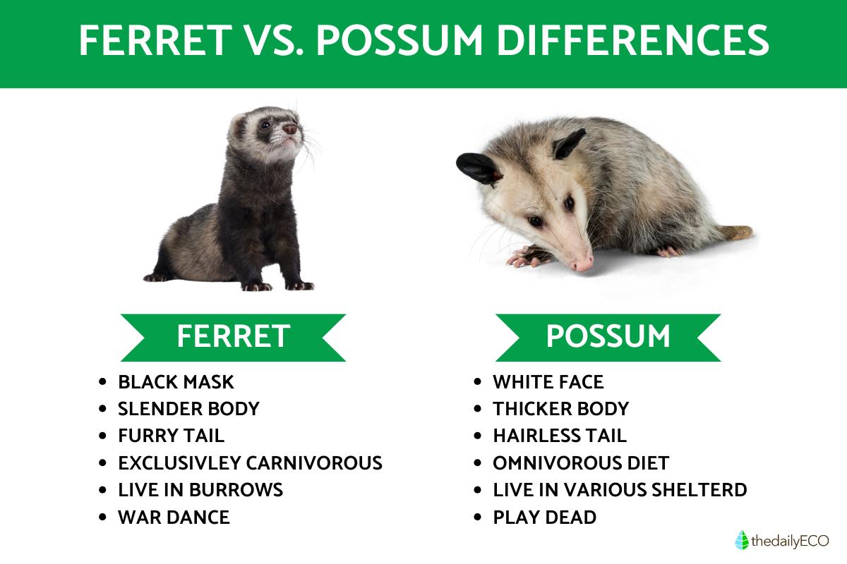 Difference Between Ferret Vs. Possum