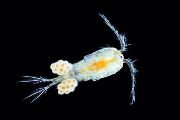 What Are Copepods? - How do copepods reproduce?