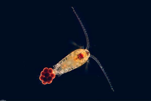 What Are Copepods?