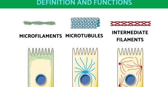 What is the Cytoskeleton and Its Functions?