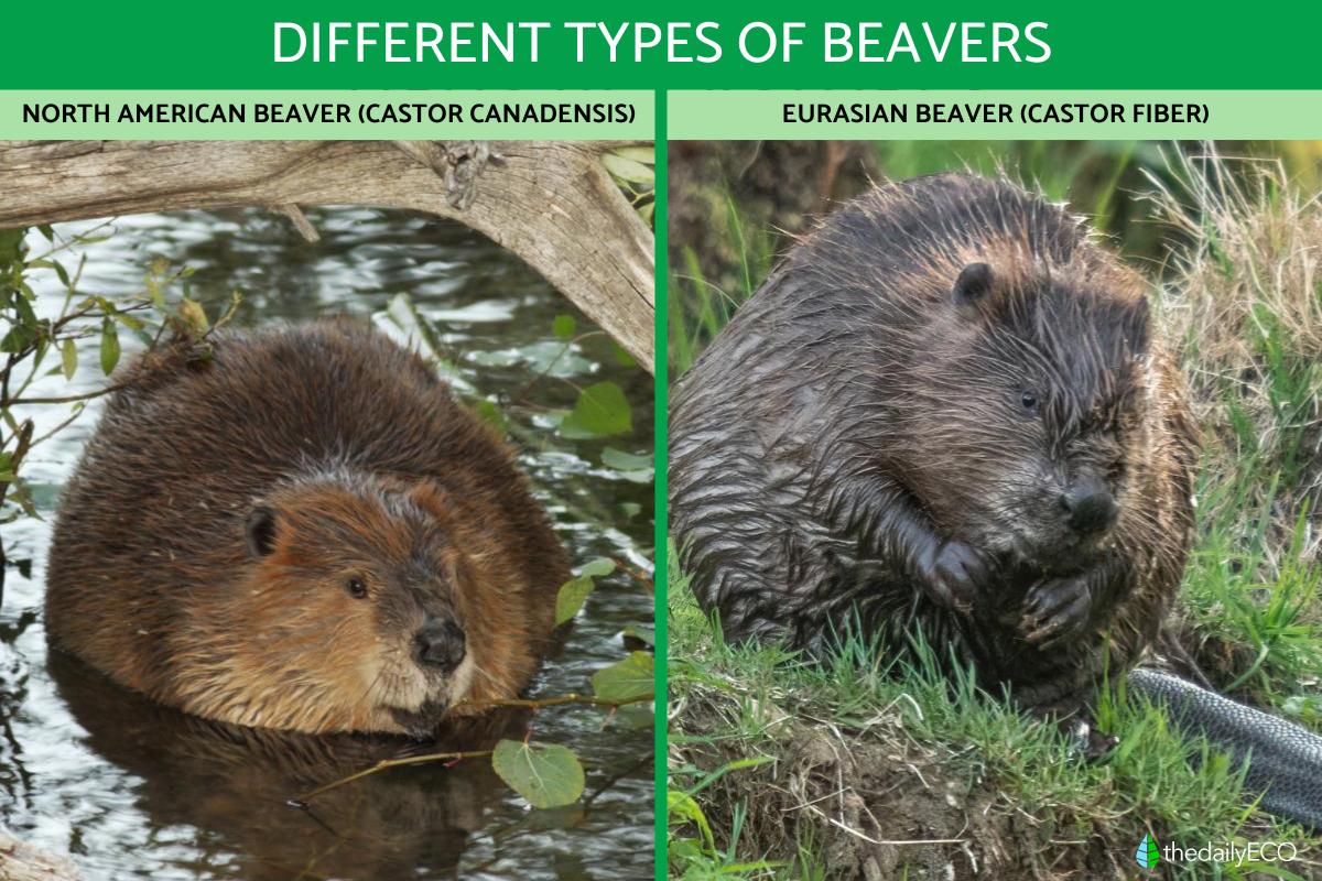 Different Types of Beavers