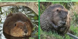 Different Types of Beavers