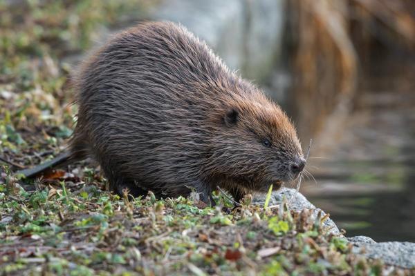 Different Types of Beavers - Eurasian beaver (Castor fiber)