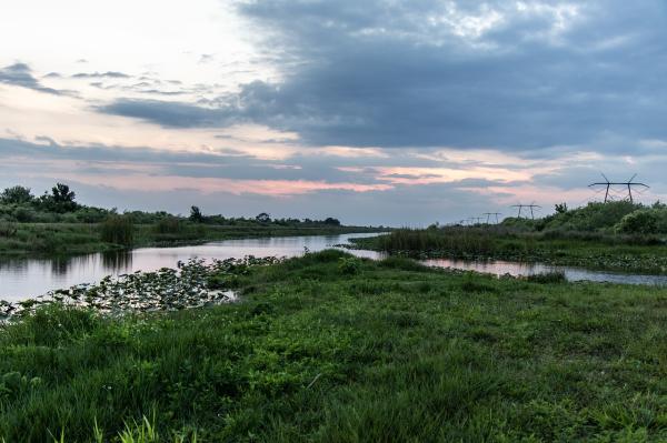 What Is a Marsh? - Marshland Definition - Examples of marshes