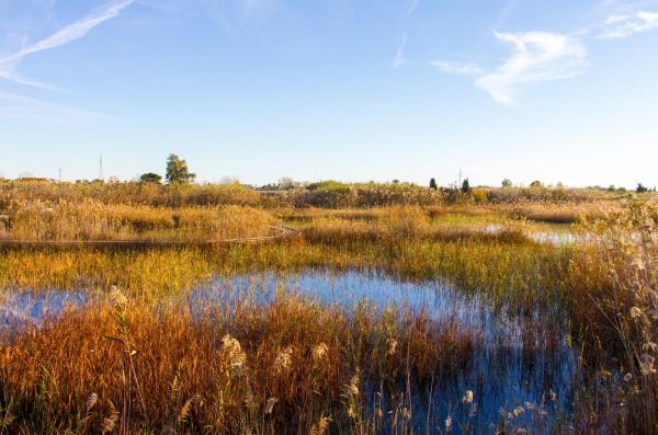 What Is a Marsh? - Marshland Definition - How are marshes formed?