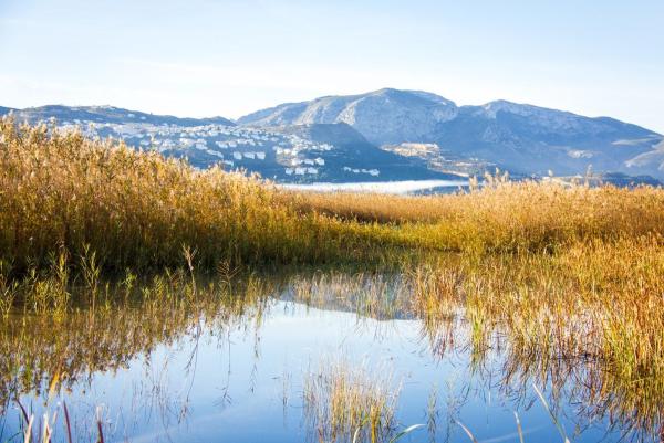 What Is a Marsh? - Marshland Definition