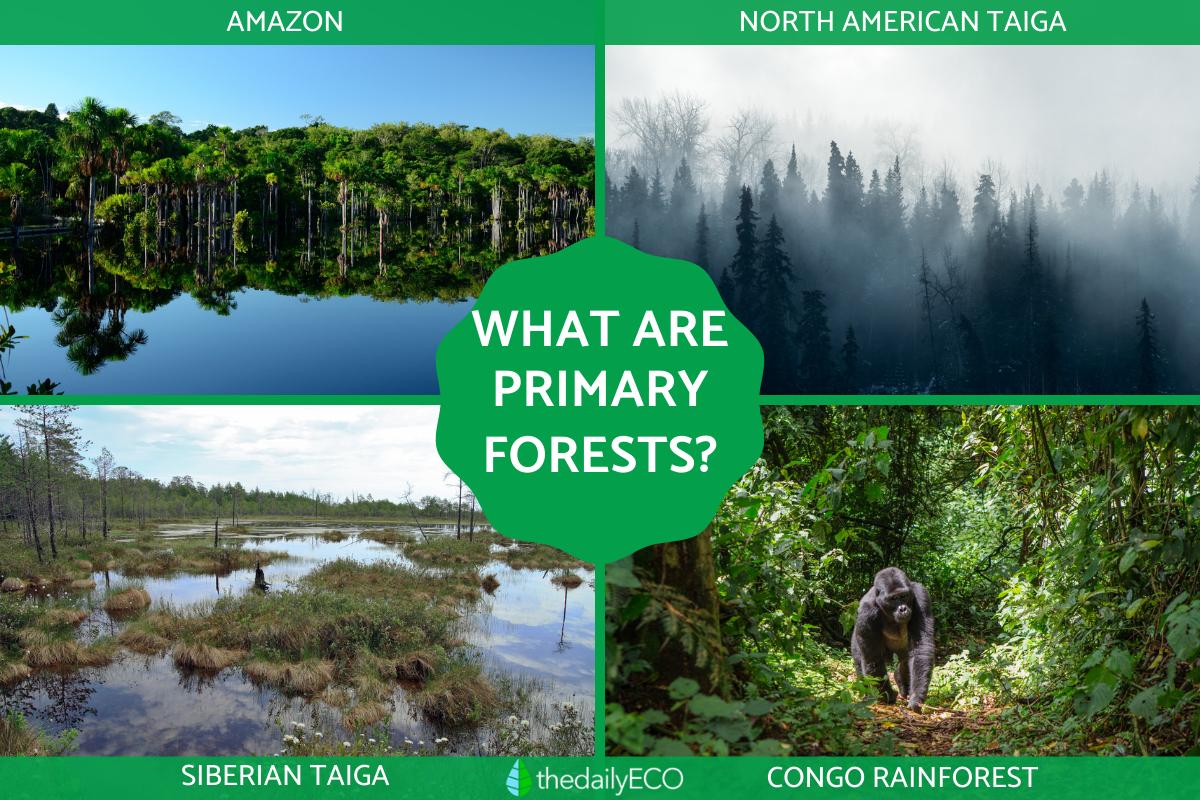 What Are Primary Forests? - Definition With Examples