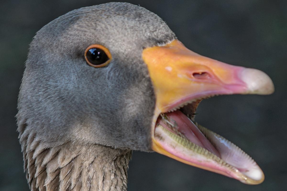 Do Ducks Have Teeth?