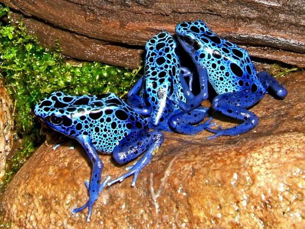 Types of Poisonous Frog Species - Blue poison dart frog (Dendrobates azureus)