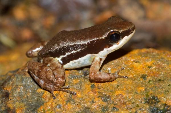 Types of Poisonous Frog Species - Rocket frog (Colostethus spp.)