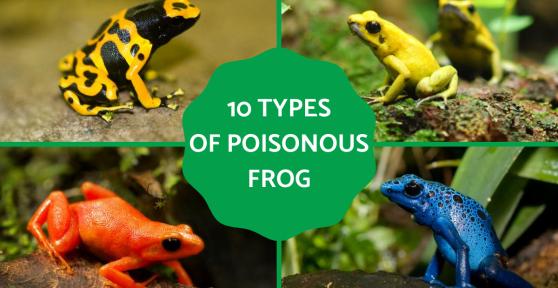 Types of Poisonous Frog Species
