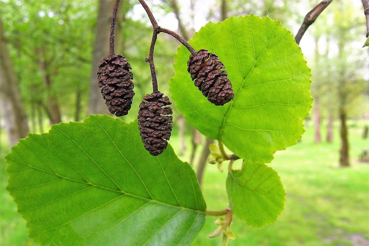 12 Types of Spanish Trees - Trees of Spain With Photos