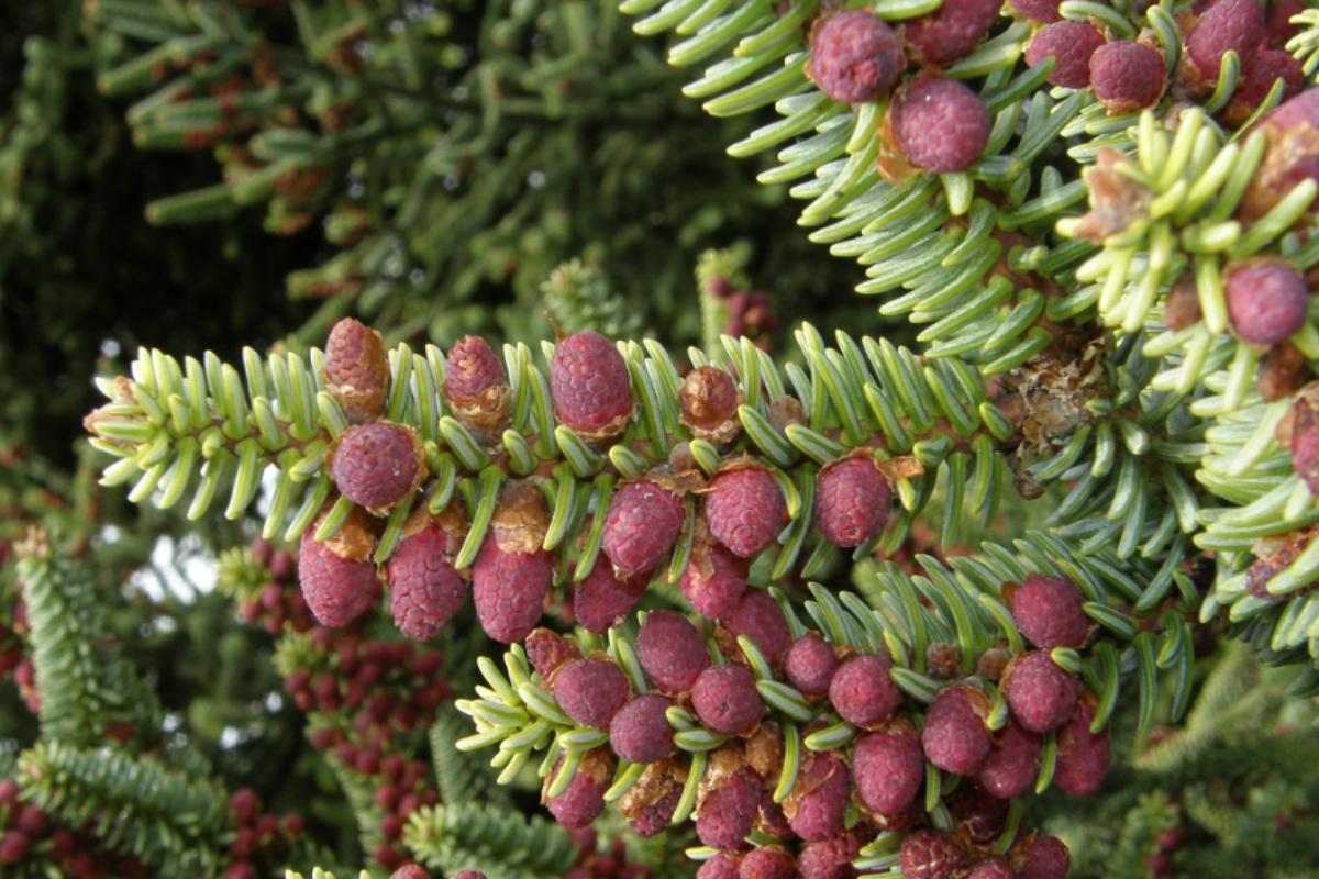 12 Types of Spanish Trees - Trees of Spain With Photos