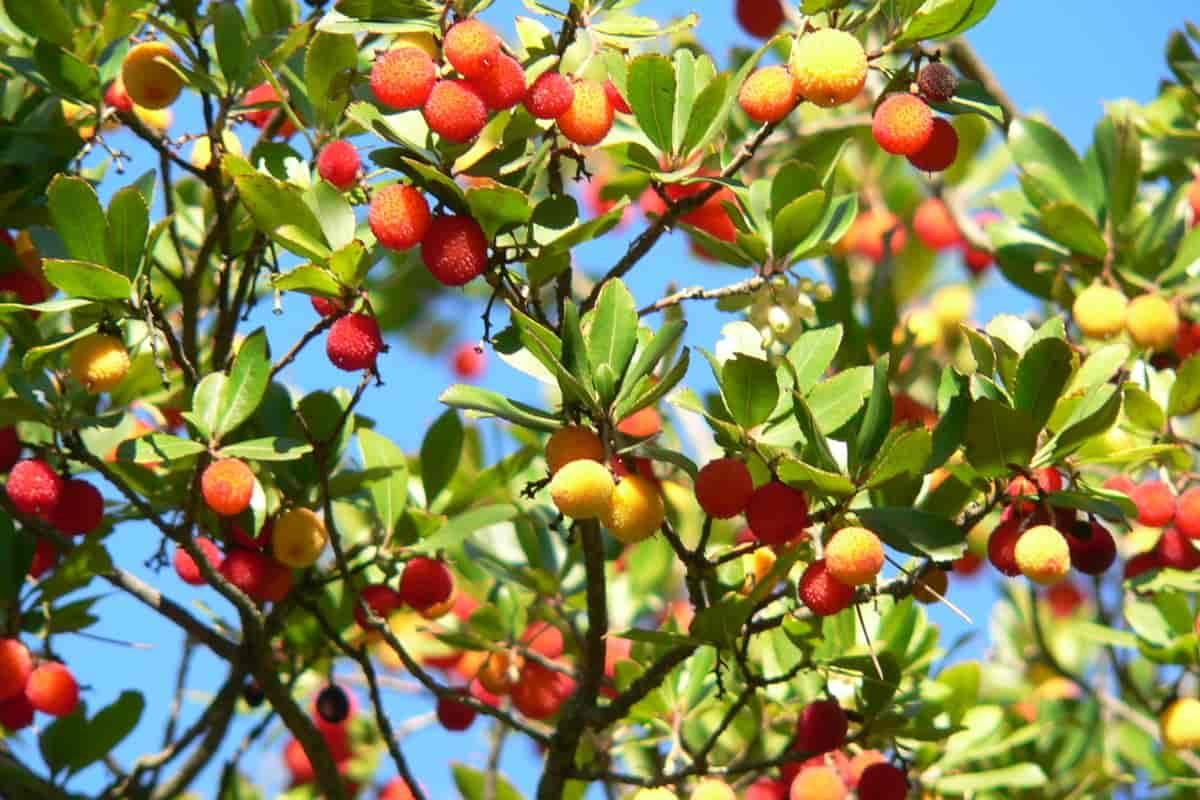 12 Types of Spanish Trees - Trees of Spain With Photos