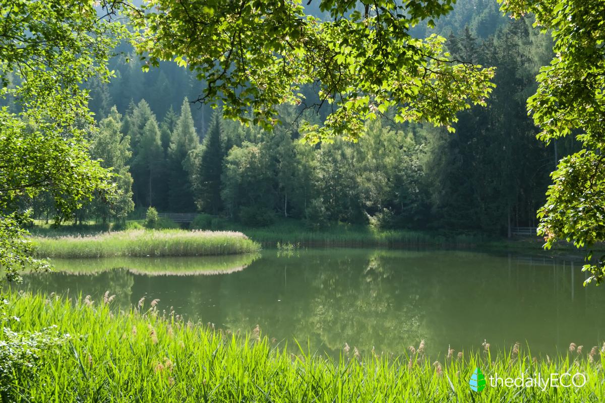 What Is A Gallery Forest?