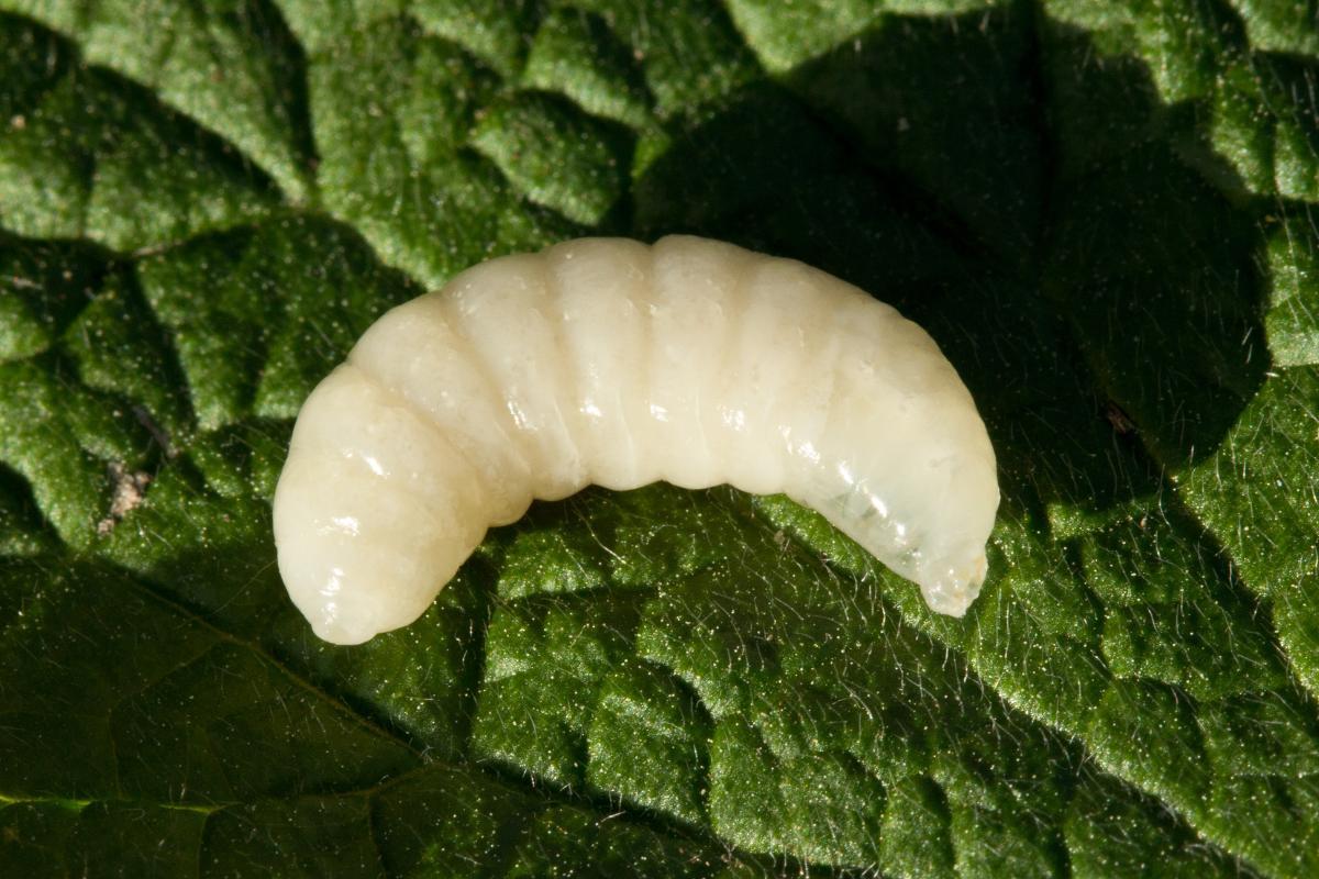 How Big Is a Queen Bee? Queen Bee Size and Other Characteristics