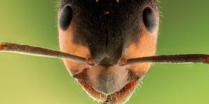 Are Ants Blind?