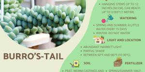 How to care for Burro’s-Tail?