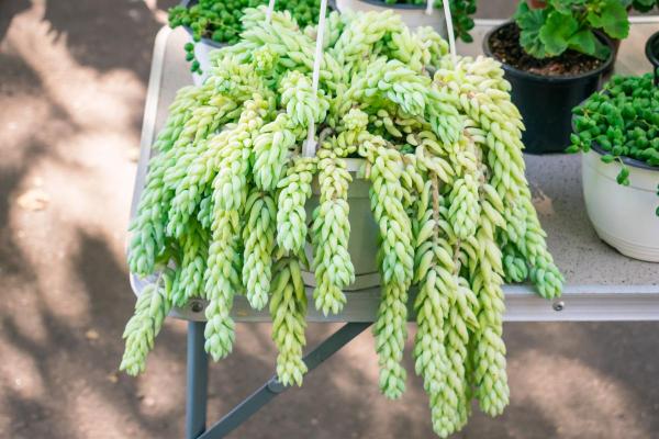 How to care for Burro’s-Tail? - Light, temperature and location of Burro’s-tail