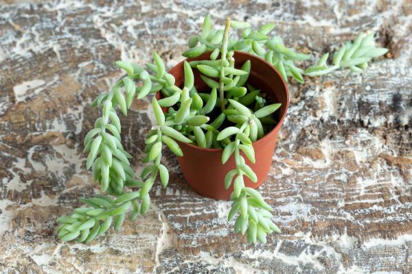 How to care for Burro’s-Tail? - Reproduction of Burro’s-tail