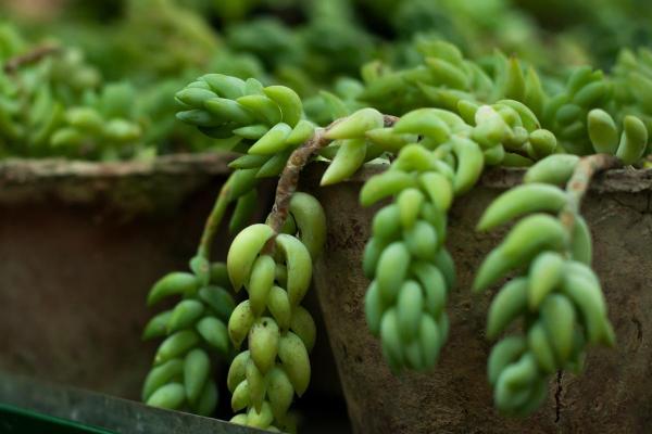 How to care for Burro’s-Tail? - Watering of Burro’s-tail