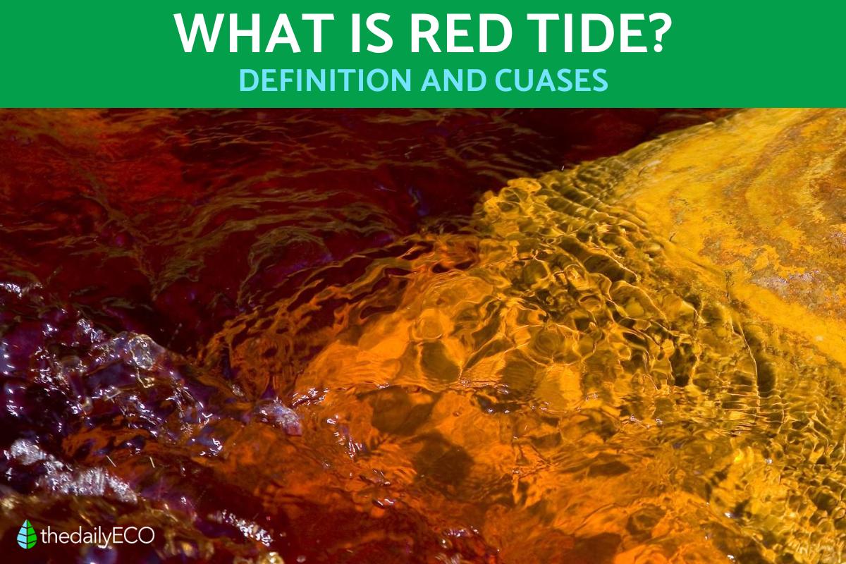 What Is Red Tide and What Causes It? Red Tide Definition and Causes