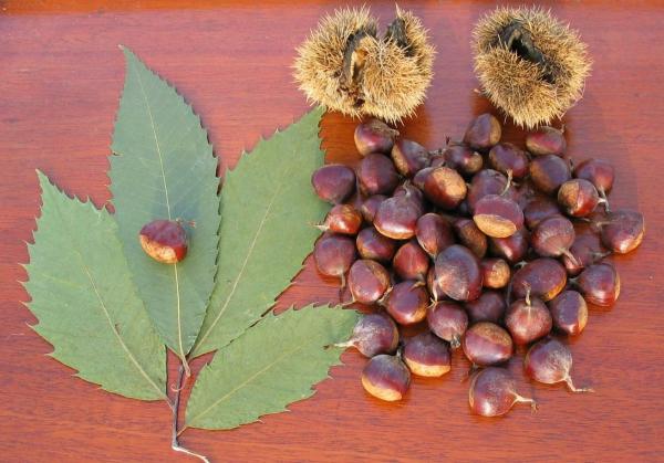 Different Types of Chestnuts - Edible and Toxic - American chestnut (Castanea dentata)