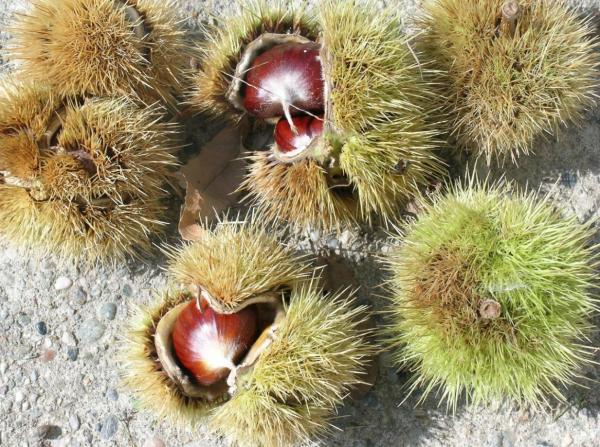 Different Types of Chestnuts - Edible and Toxic - Chinese chestnut (Castanea mollissima)