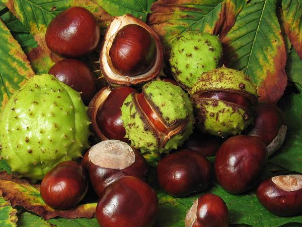 Different Types of Chestnuts - Edible and Toxic - Horse chestnut (Aesculus hippocastanum)