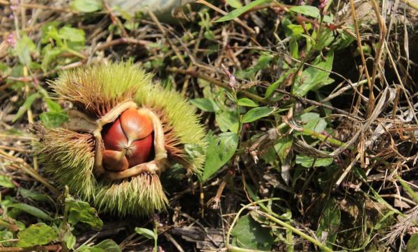 Different Types of Chestnuts - Edible and Toxic - Japanese chestnut (Castanea crenata)