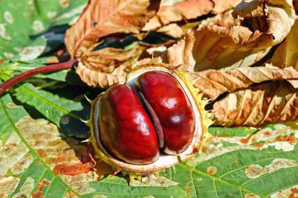 Different Types of Chestnuts - Edible and Toxic - Sweet chestnut (Castanea sativa)