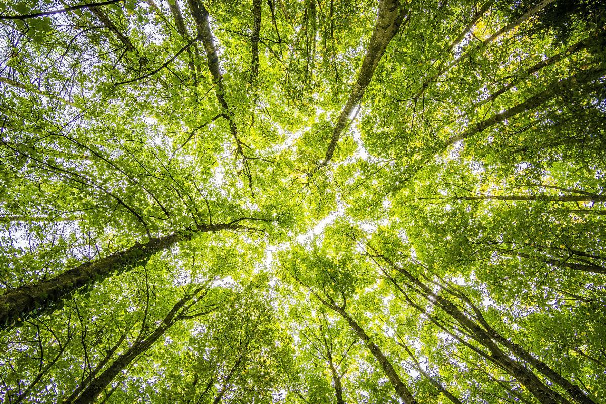 What Are Tree Canopies?
