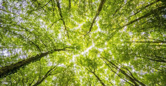 What Are Tree Canopies?