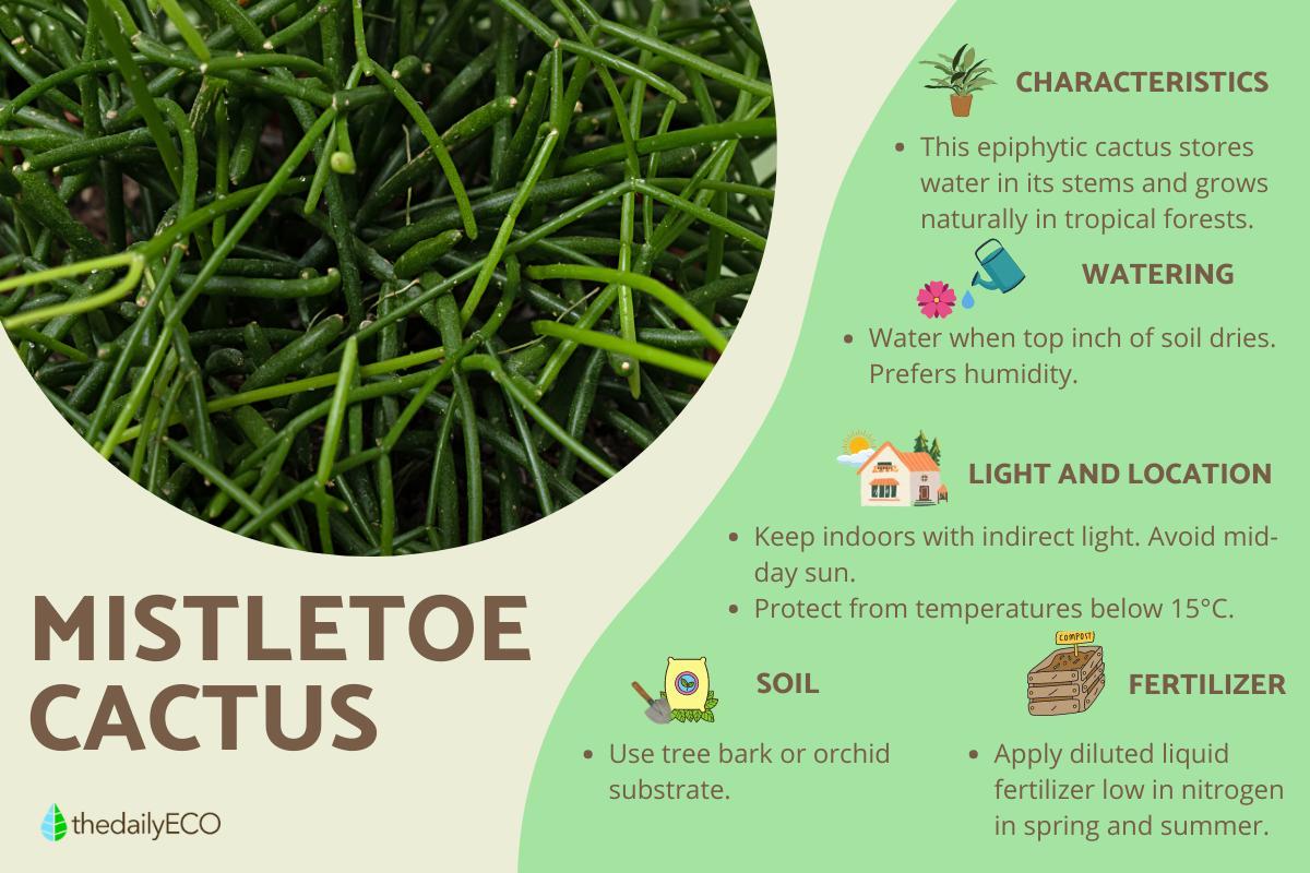 Mistletoe Cactus or Rhipsalis Baccifera Care Guide