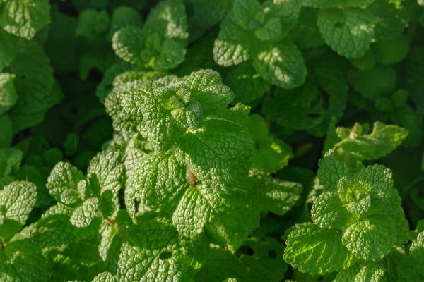 Different Types of Mint Plants - Apple mint (Mentha suaveolens)