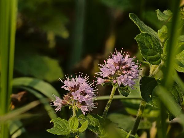 Different Types of Mint Plants - Banana mint (Mentha arvensis L. 'Banana')