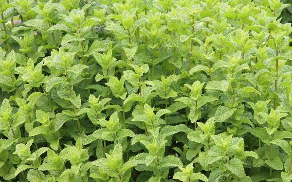 Different Types of Mint Plants - Curly peppermint (Mentha spicata var. crispa)