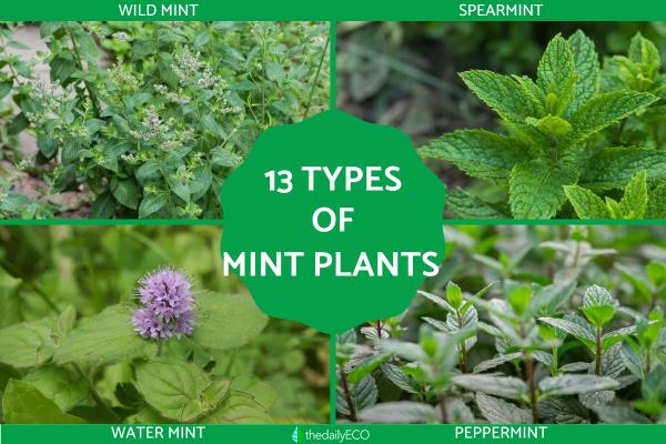 13 Different Types of Mint Plants Names Characteristics and Photos