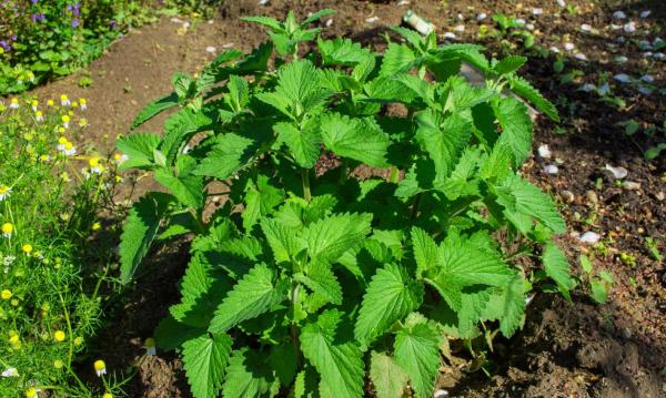 Different Types of Mint Plants -  Eau de Cologne mint (Mentha citrata)